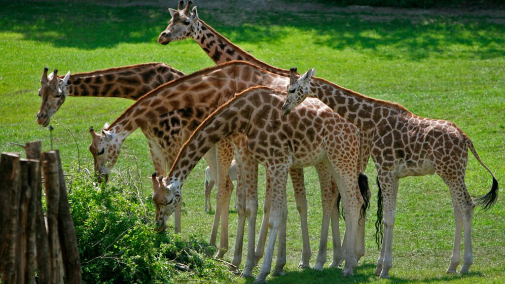 Giraffer i Aalborg Zoo