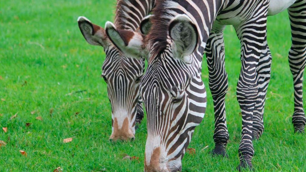 Besøg zebraerne i Aalborg Zoo i Nordjylland