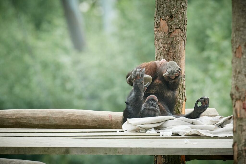 Chimpanse i Odense Zoo