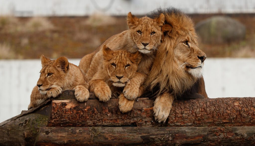 Løvefamilien