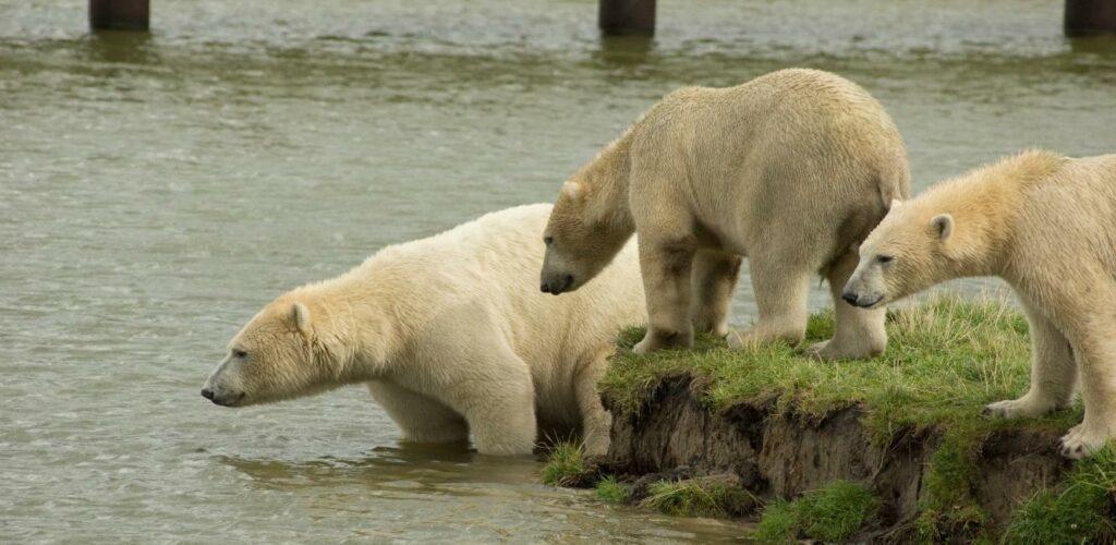 Isbjørne i Skandinavisk Dyrepark