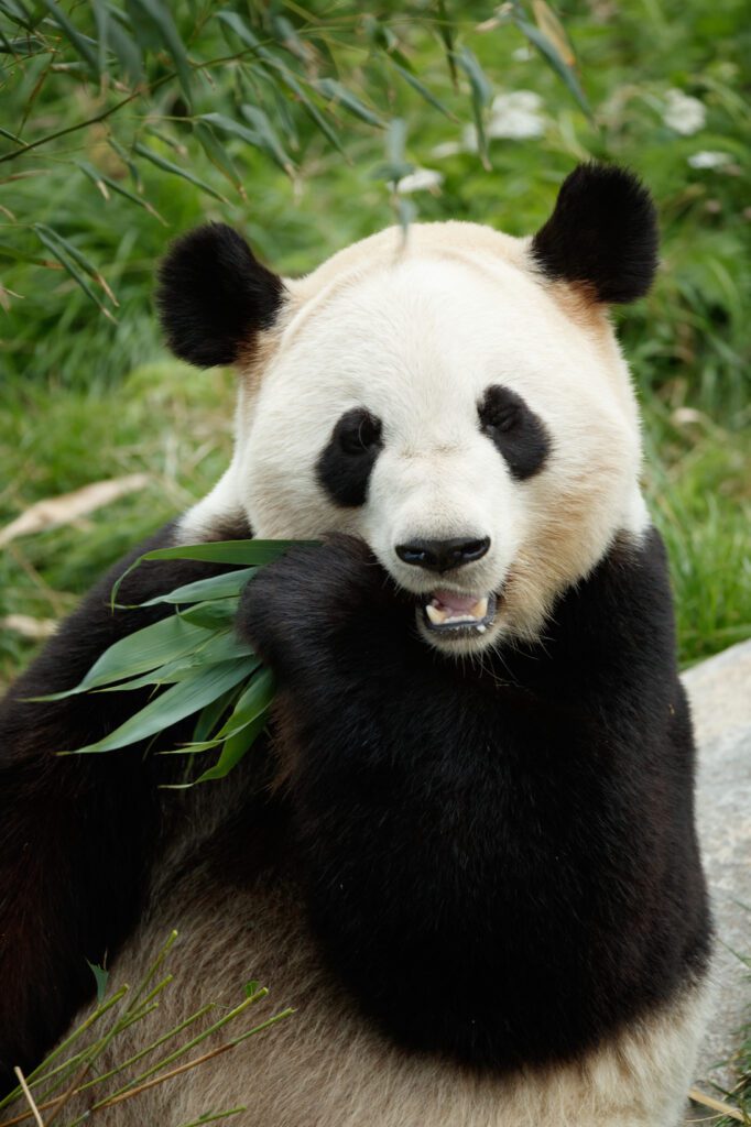 Panda i København Zoo