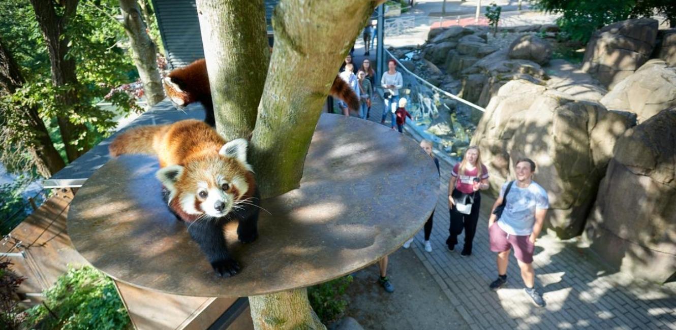 Rød Panda i Odense Zoo