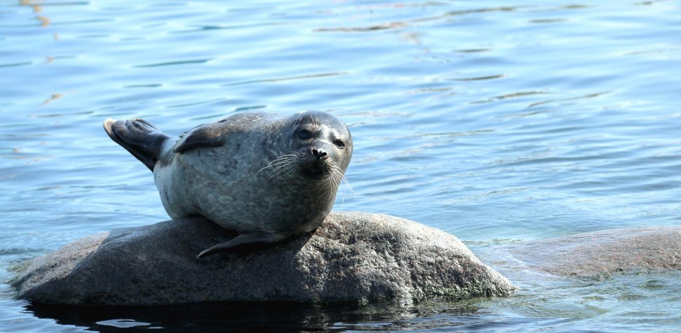 Nordsee Ozeanarium
