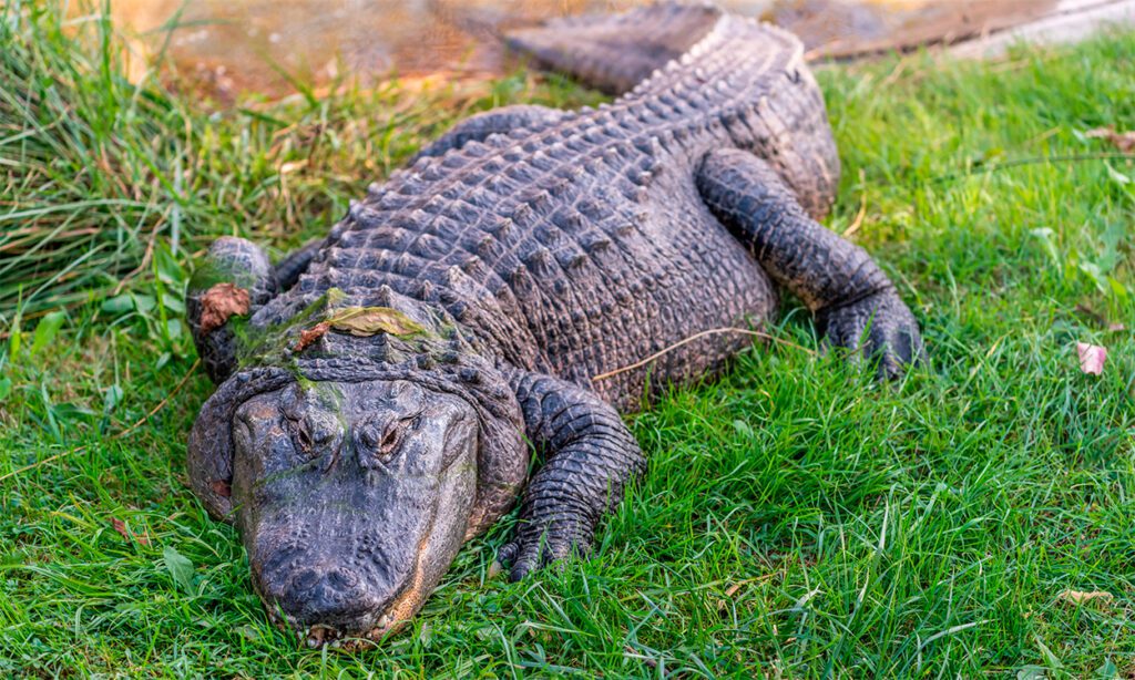 alligator - krokodille zoo på Falster