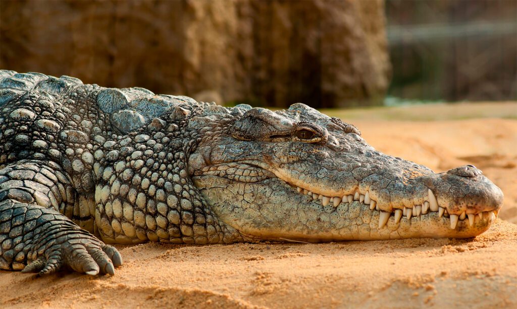 Krokodille Zoo
