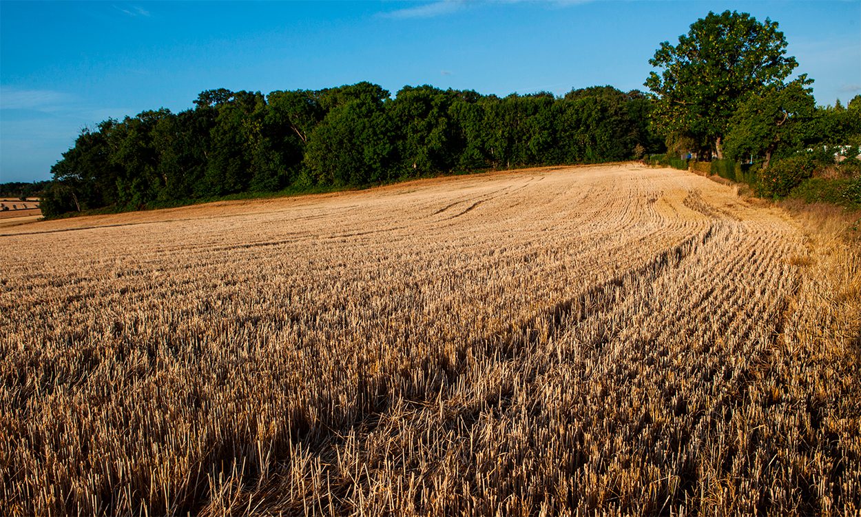 Kornmark på Langeland